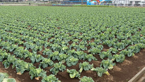 🌱 三浦の農家を見学して感じた、土地の力と人の温か