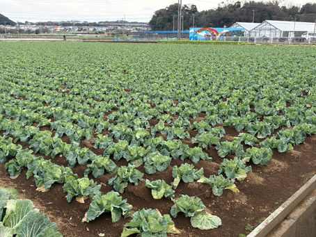 🌱 三浦の農家を見学して感じた、土地の力と人の温か