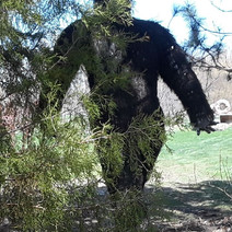 Sasquatch