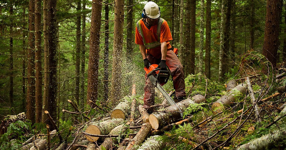 AHCMOM213 Operate and Maintain Chainsaws