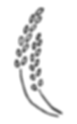 稲穂の左側の画像