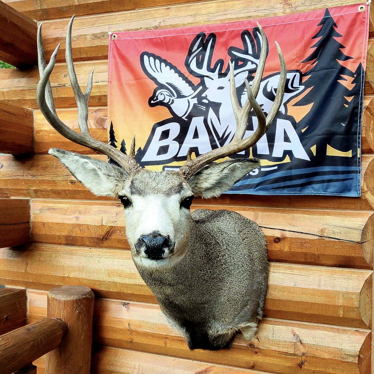 Finished Wyoming mule deer mount
