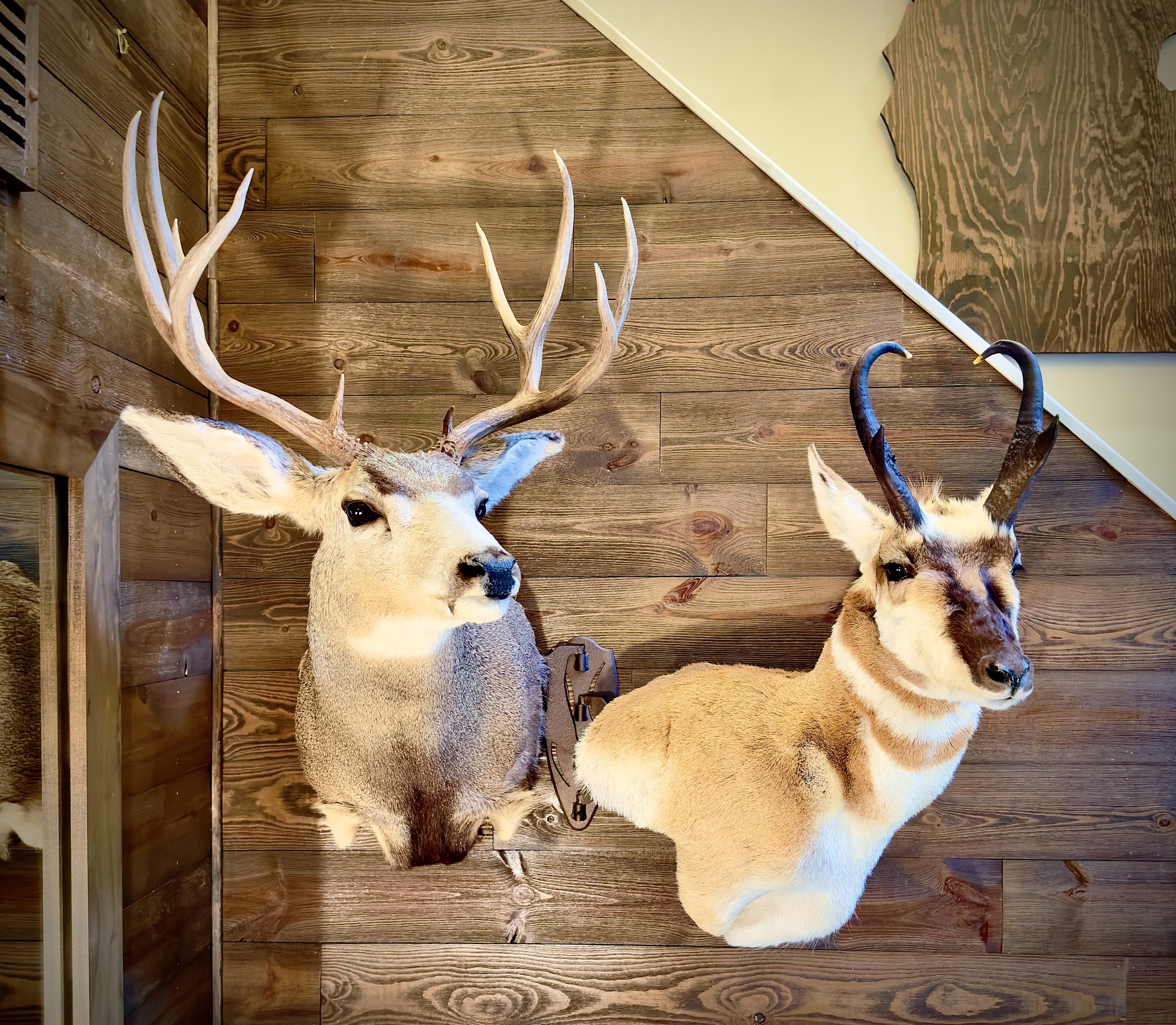 Wyoming 2023 trophies displayed at home