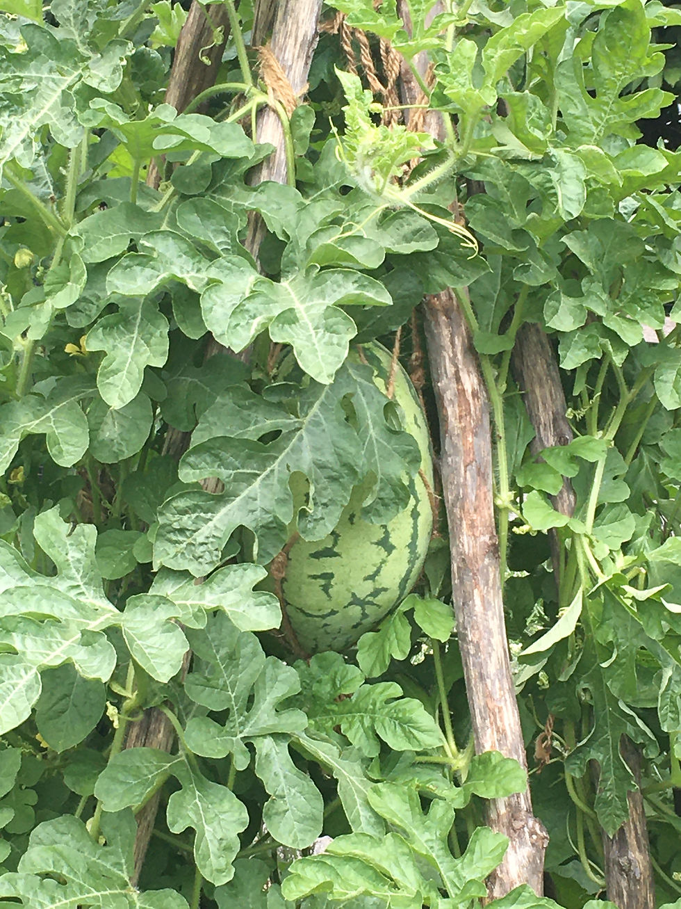 Watermelon growing in the African American Garden at the New York Botanical Gardens.