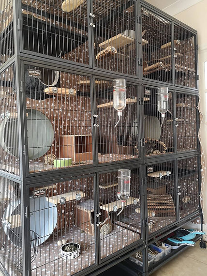 cages1.jpg