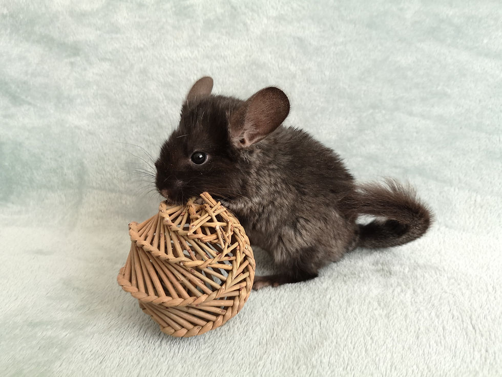 Ebony Male Chinchilla