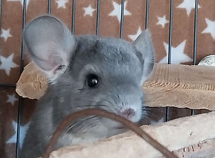 Cosmo