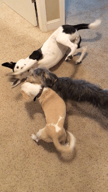 My Dogs Are In My Band