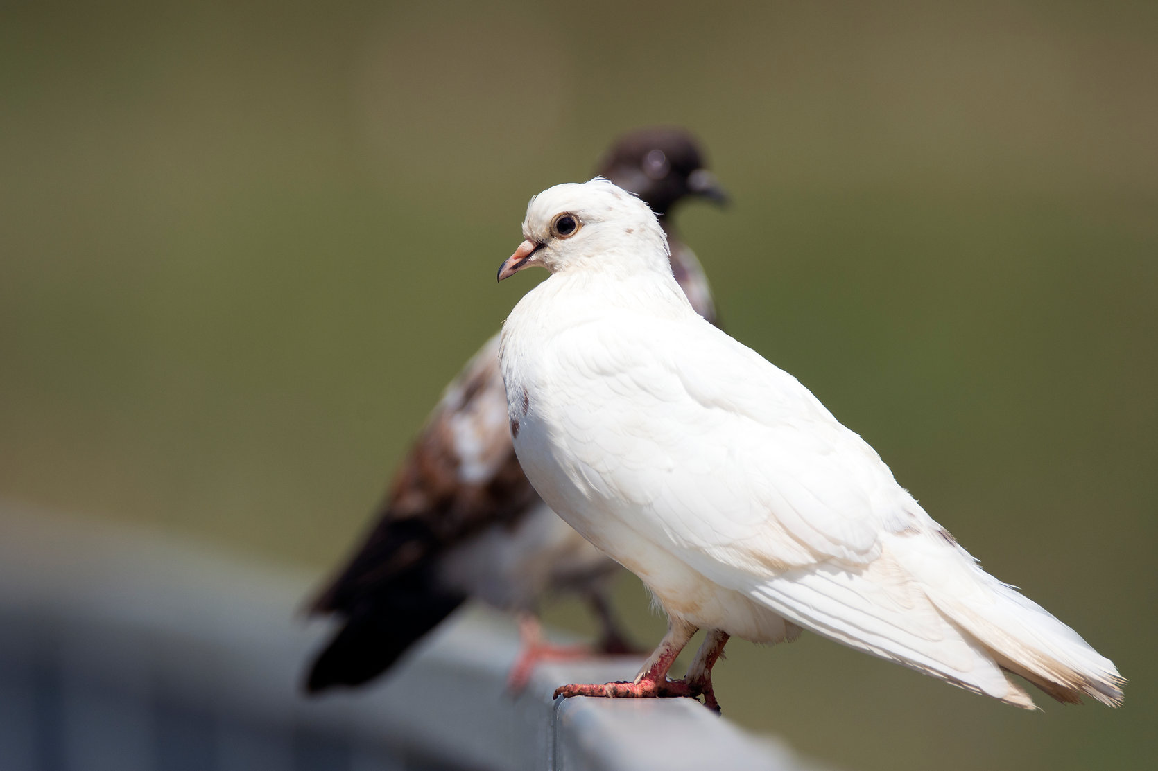 Rock Dove