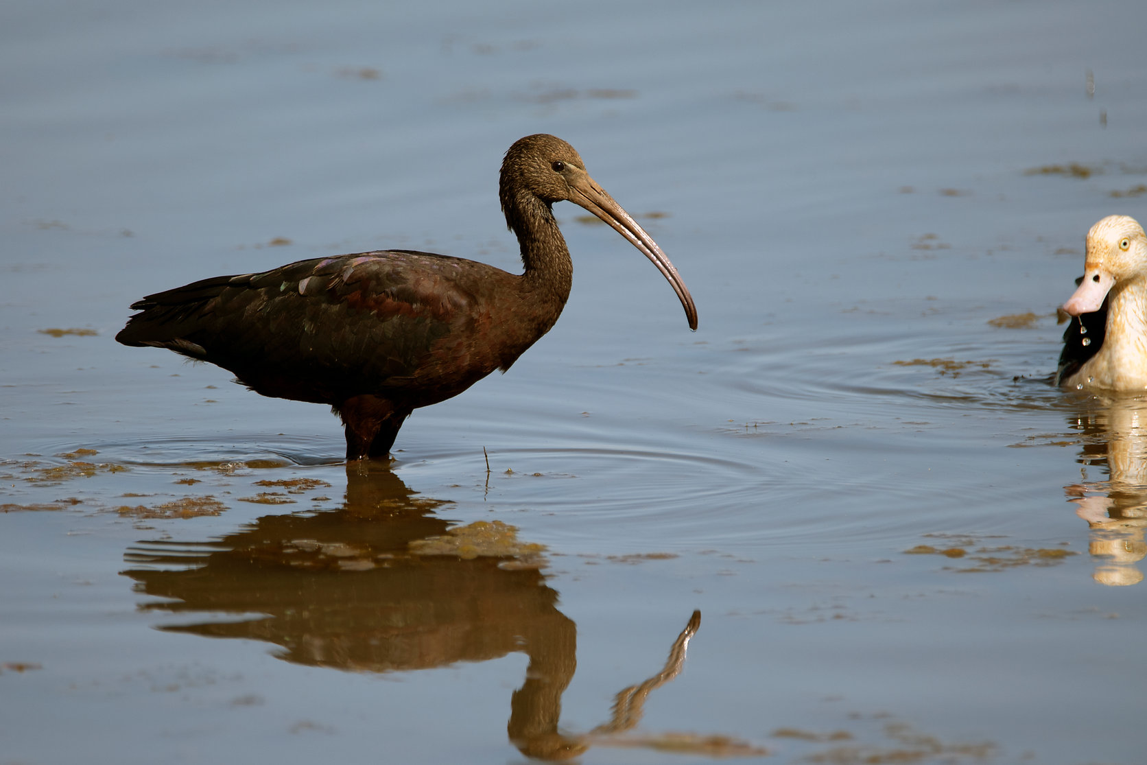 Glossy Ibis