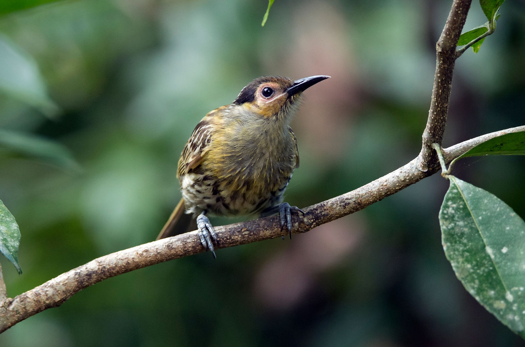 Macleay's Honeyeater