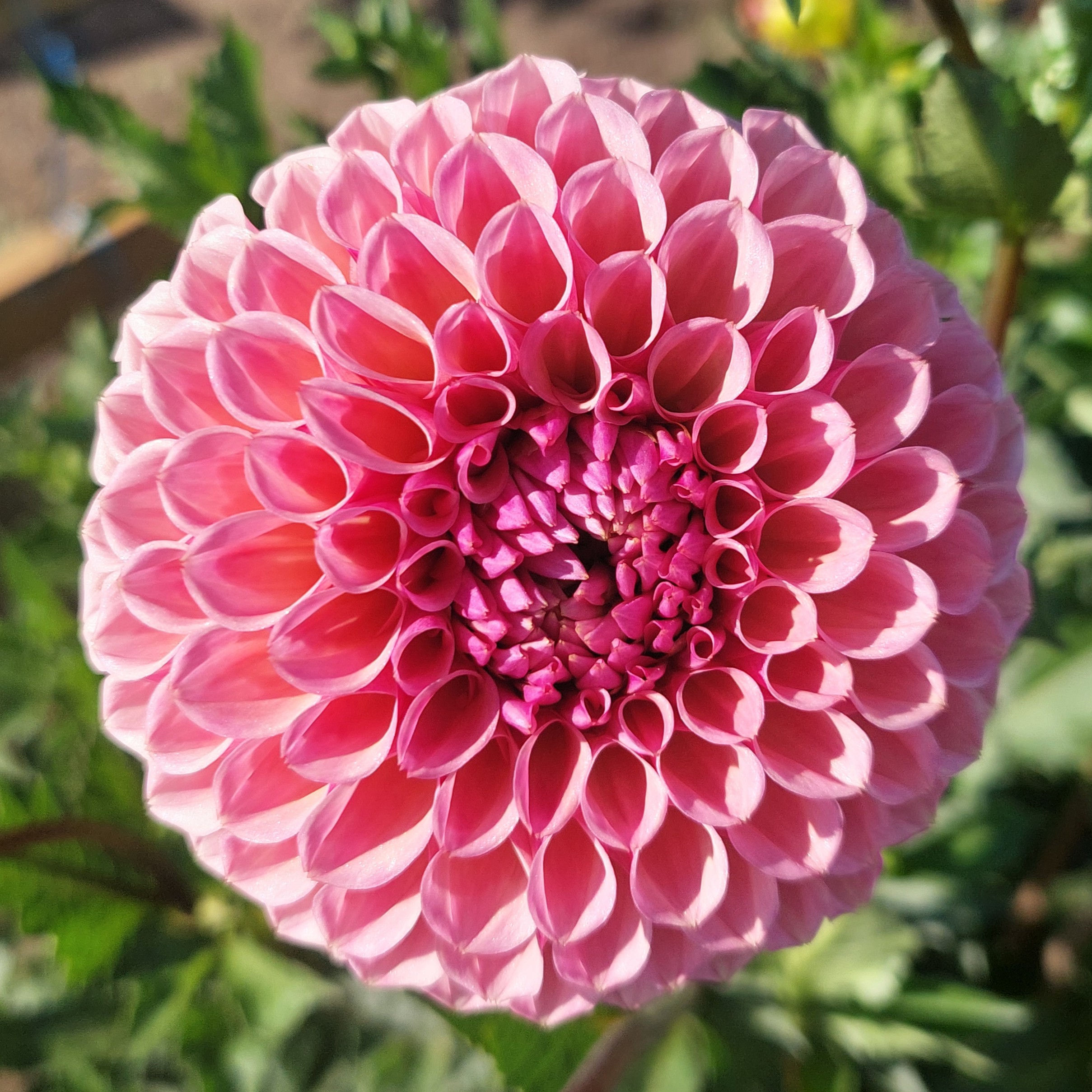 Bracken Rose (USA) Rooted Cutting