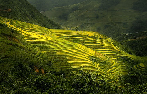 trinhxuandao-nature-4482349_1280.jpg