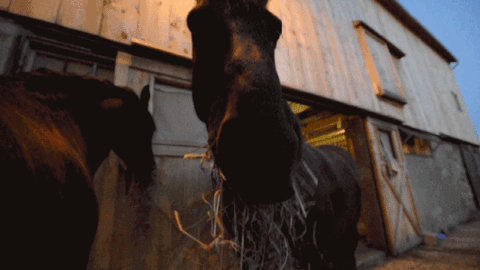 Pferd artgerecht füttern