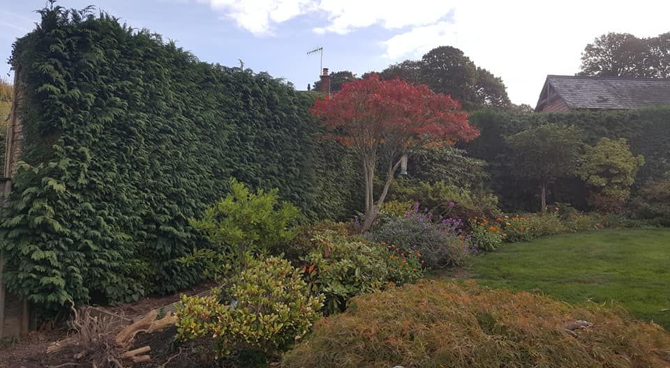 Fencing Hedge replacement 2