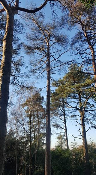 scots pine 1