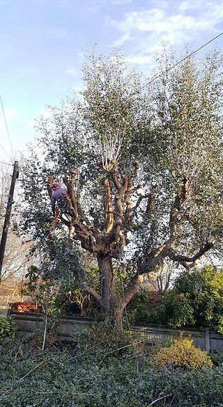 trees 5