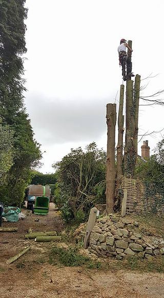 Cypress 3