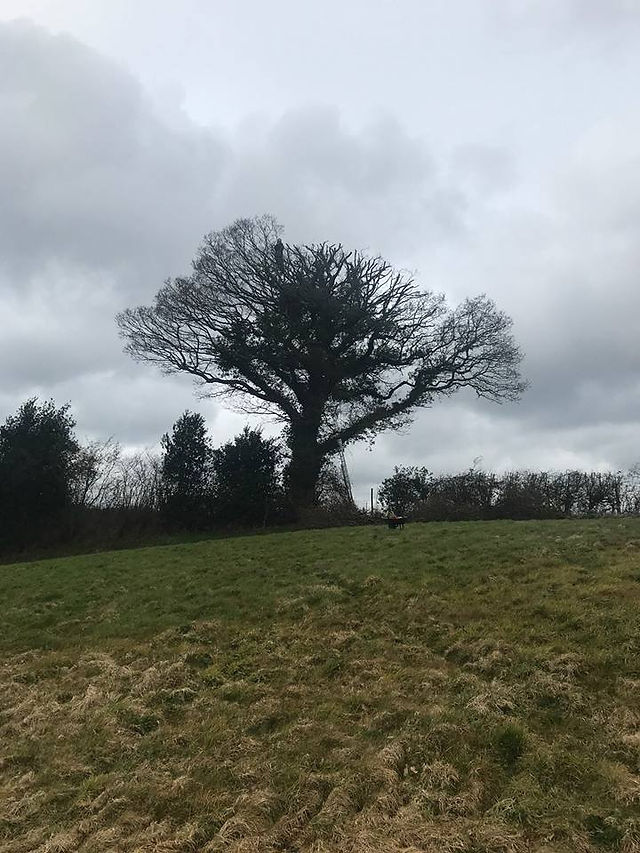 Oak reduction 2