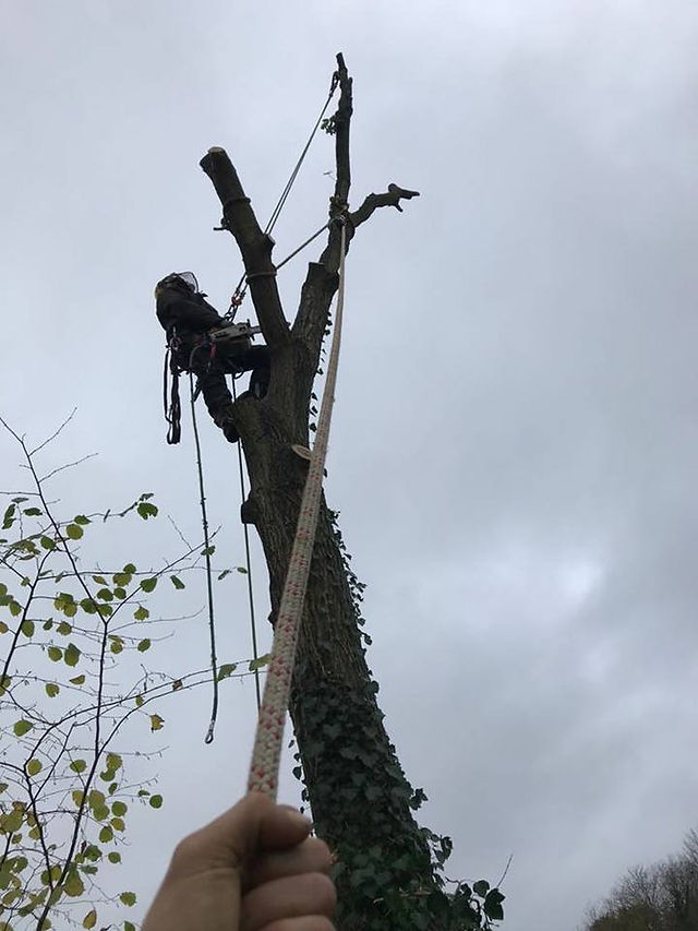 Oak Tree 7