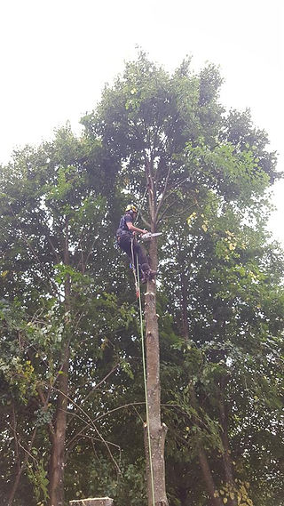 Lime & Fir Tree removal 2
