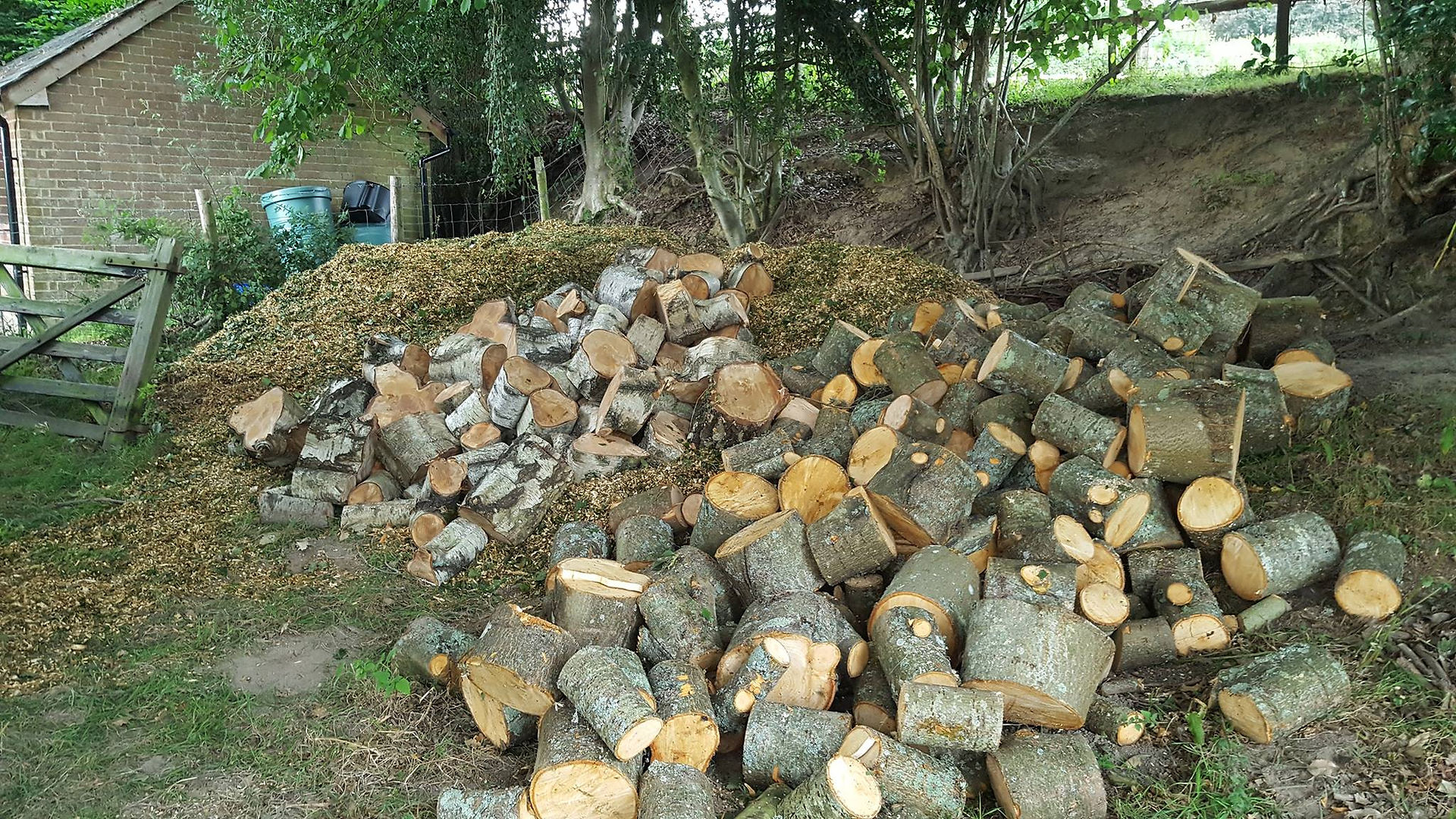 Lime & Fir tree removal 4