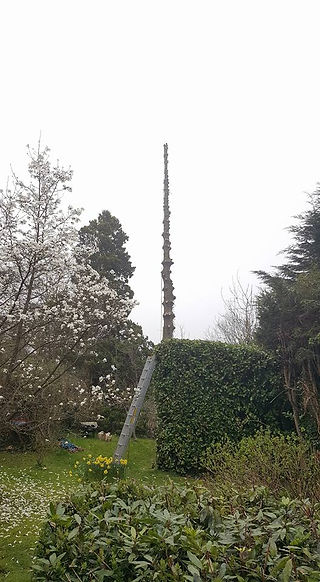 Spruce Tree 4