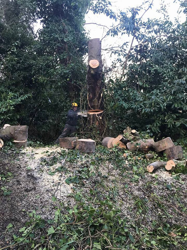 Sycamore and Oak 5