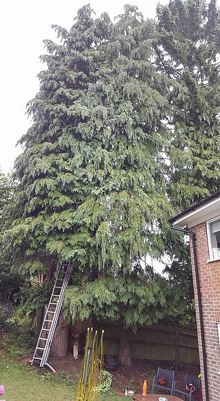 Conifer 1