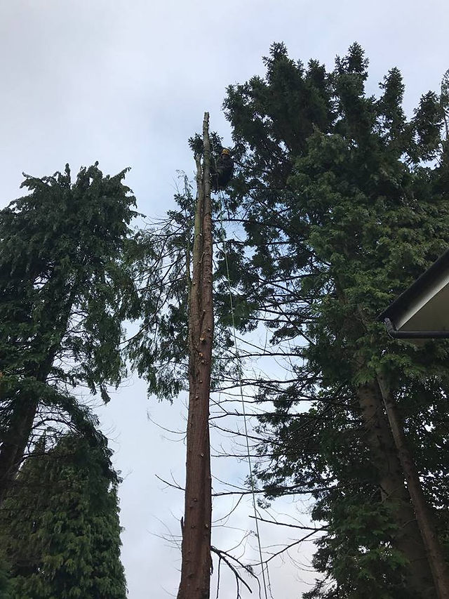 Conifer 3