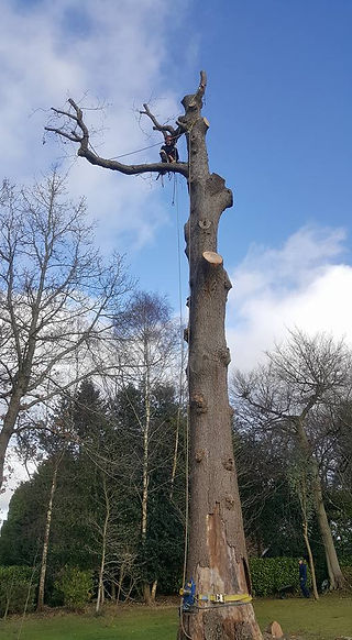 Oak Tree removal 1.2