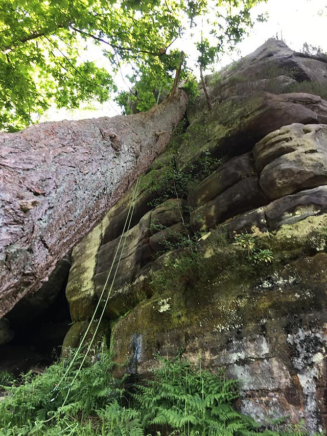 Harrisons Rocks Scots Pine 1