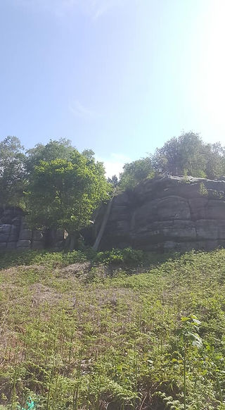 Harrisons Rocks Scots Pine 9