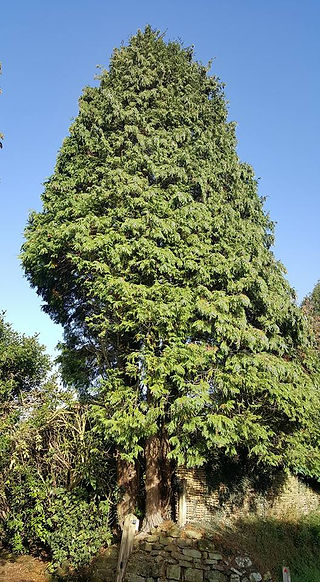 Cypress 1
