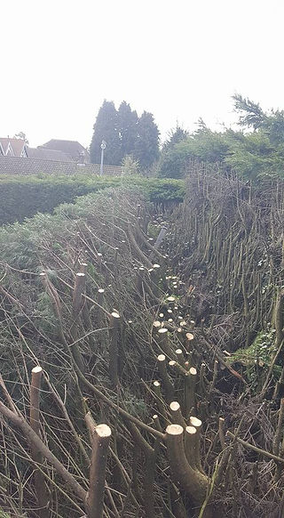 hedge reduction 3