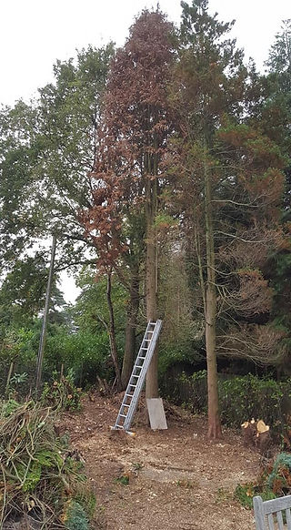Tree Removal 1