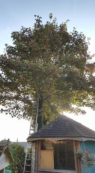 Crowborough tree take down 1