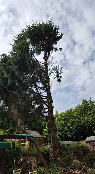 Tree 2