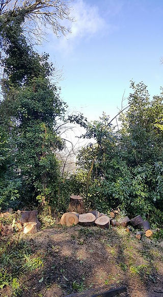Sycamore and Oak 6
