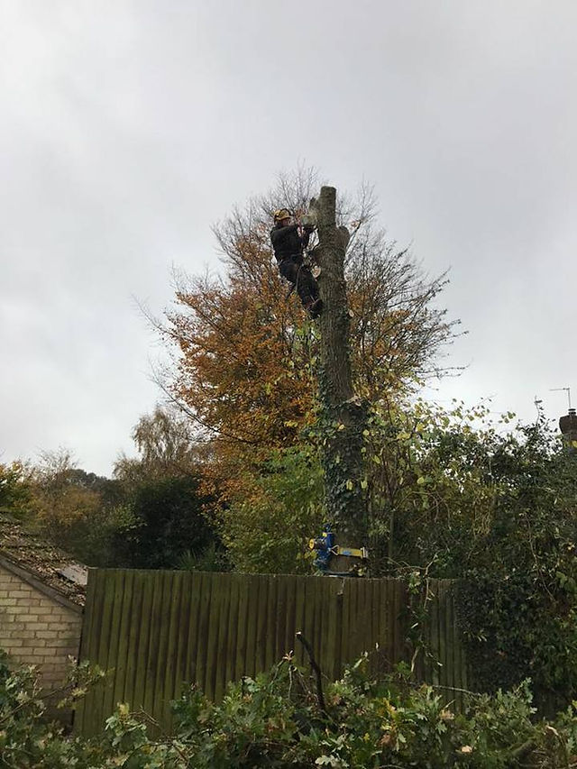 Oak Tree 8