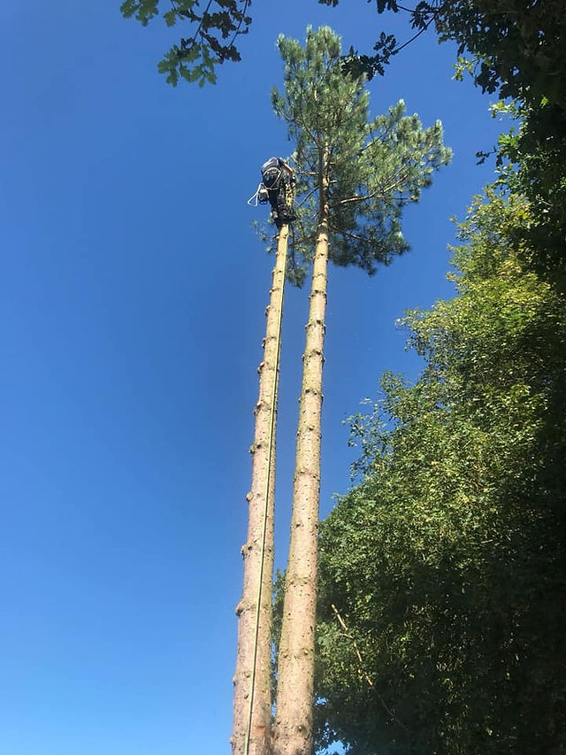 Tree Take Down 4