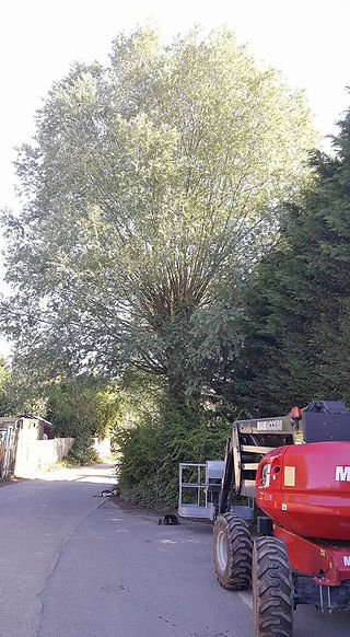 Willow 1