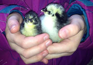 pekin-chicks-in-hand.jpeg