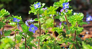 wild-herb-4111734_1920.jpg