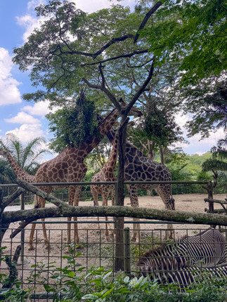 סינגפור עם ילדים singapore zoo