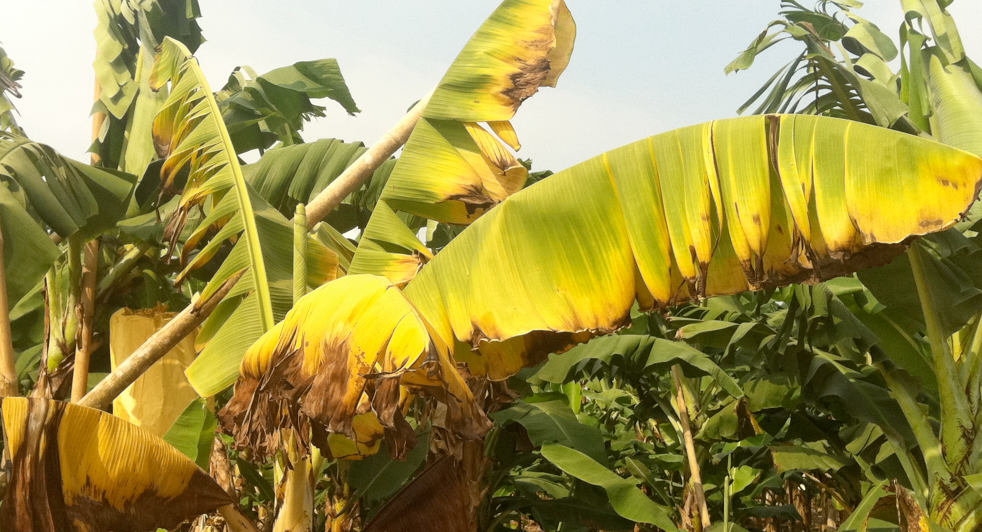 Fusarium Wilt Panama Disease
