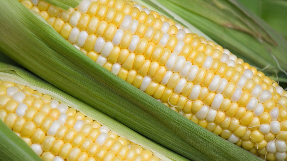 Field Corn vs. Sweet Corn