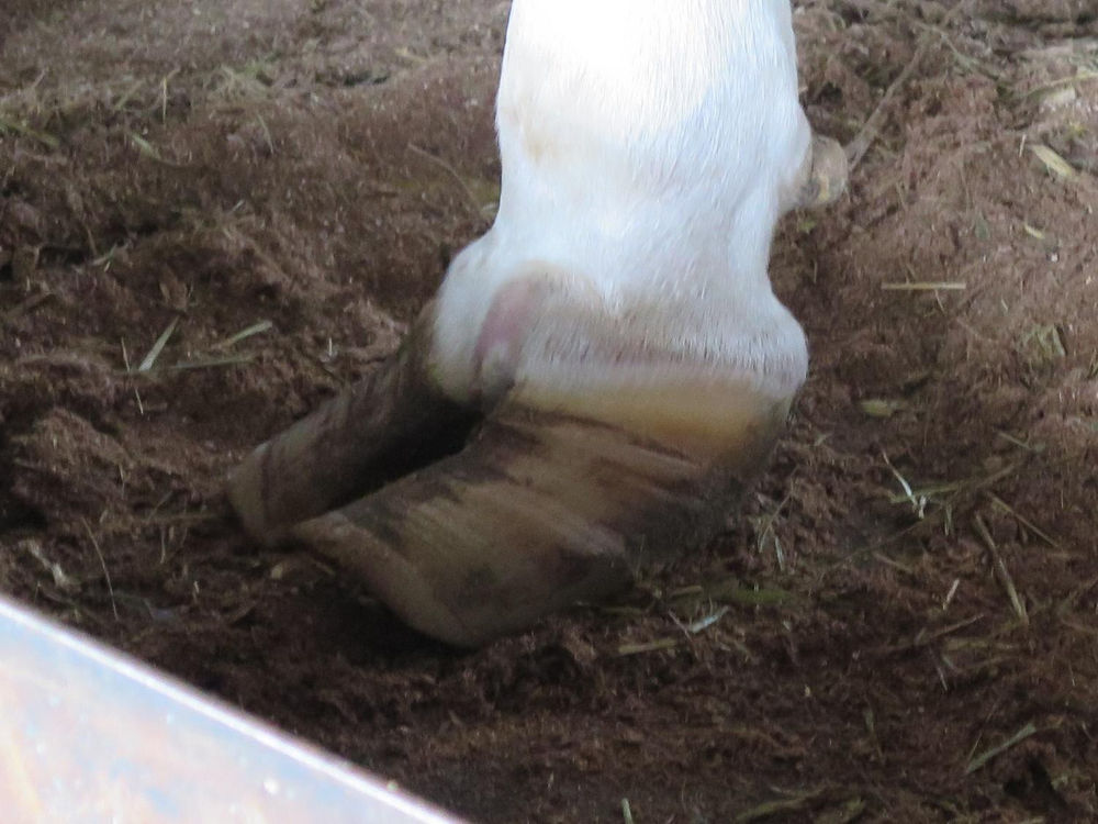 Hoof Issues in Pasture Cattle