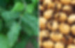 SMV on soybean leaves and seeds