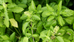 ฺBasil